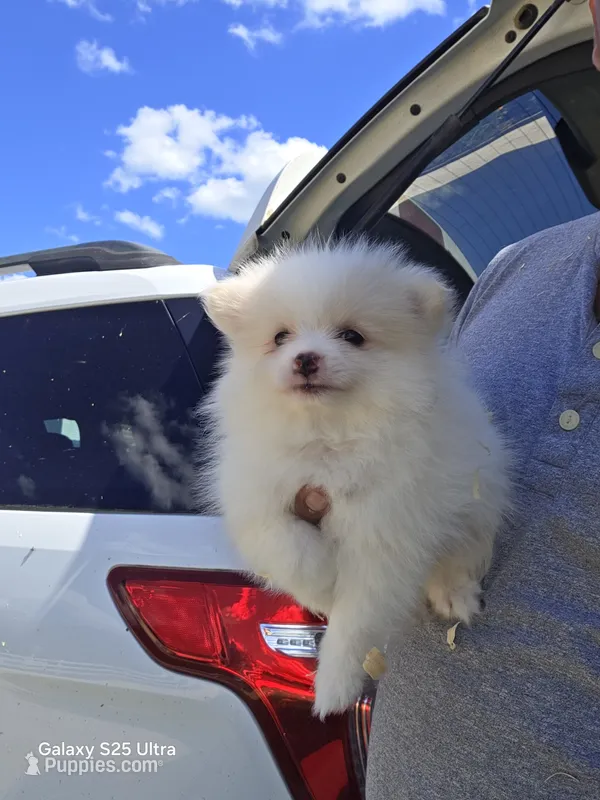princess – Pomeranian puppy for sale in Windsor Mill, MD