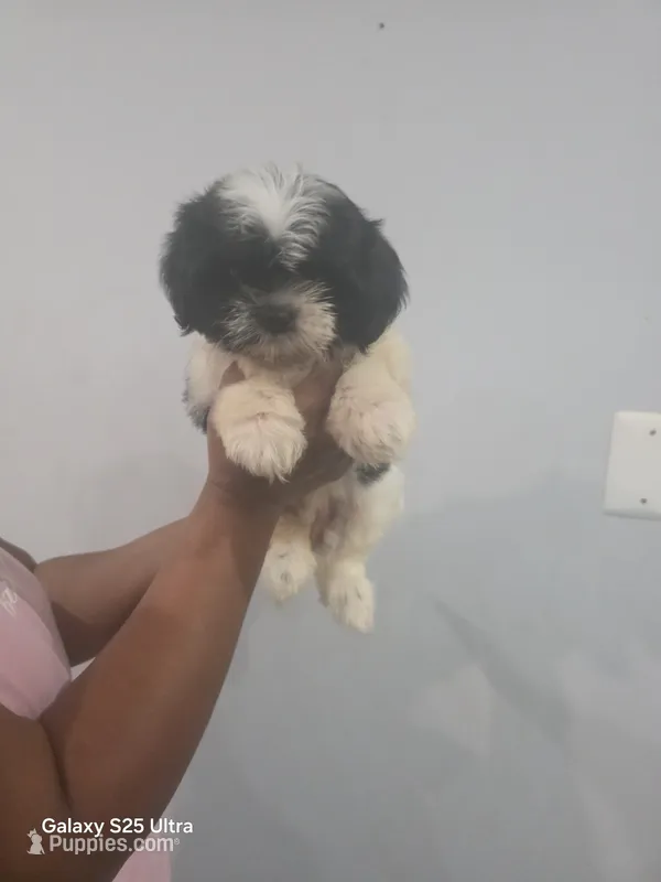 Coco – Shih Tzu puppy for sale in Windsor Mill, MD