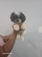 Coco, a male Shih Tzu for sale in Windsor Mill, MD – 1 of 4