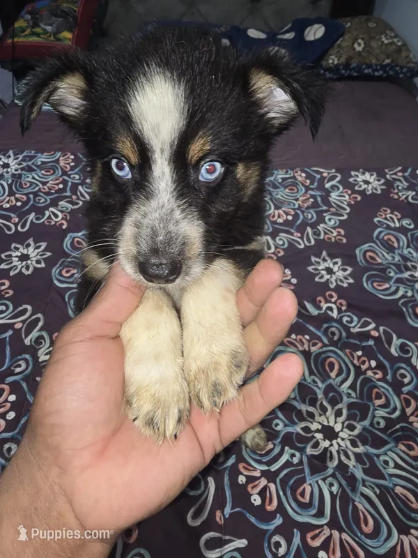 Bruno – Pomsky puppy for sale in Windsor Mill, MD