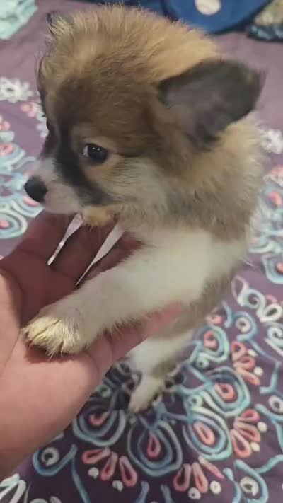 Chanel , a female Pomeranian for sale in Windsor Mill, MD – 4 of 4