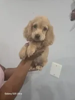 Skay, a male English Cocker Spaniel for sale in Windsor Mill, MD – 3 of 3