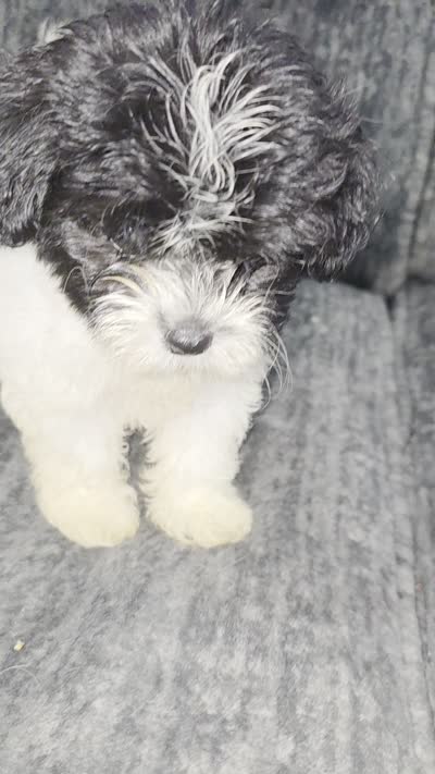 Mimi, a female Bichon Frise for sale in Windsor Mill, MD – 4 of 4