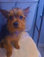 Niño, a male Yorkshire Terrier for sale in Windsor Mill, MD – 7 of 7