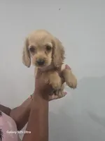 Lady, a female English Cocker Spaniel for sale in Windsor Mill, MD – 1 of 3