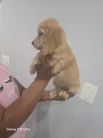 Skay, a male English Cocker Spaniel for sale in Windsor Mill, MD – 2 of 3