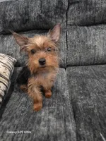 Niño, a male Yorkshire Terrier for sale in Windsor Mill, MD – 3 of 7