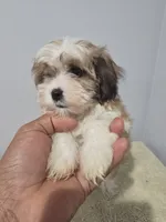 Lana, a female Shih Tzu for sale in Windsor Mill, MD – 3 of 4