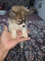 Chanel , a female Pomeranian for sale in Windsor Mill, MD – 3 of 4