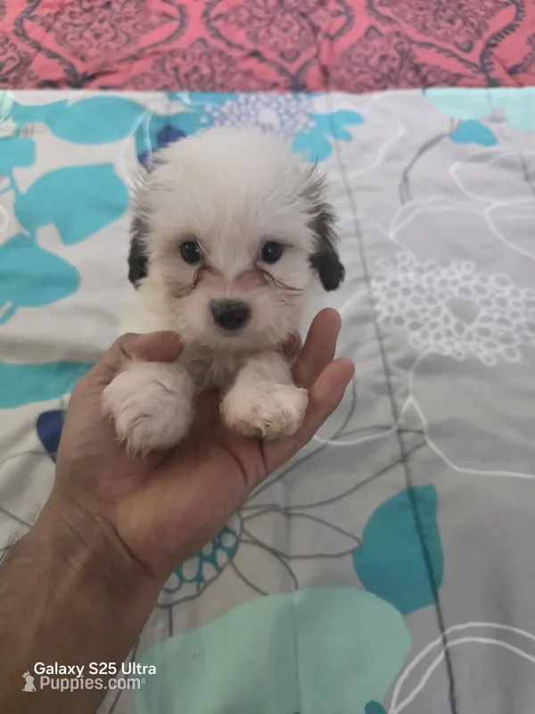 Bruno – Shih Tzu puppy for sale in Windsor Mill, MD