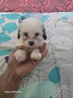 Bruno, a male Shih Tzu for sale in Windsor Mill, MD – 1 of 3