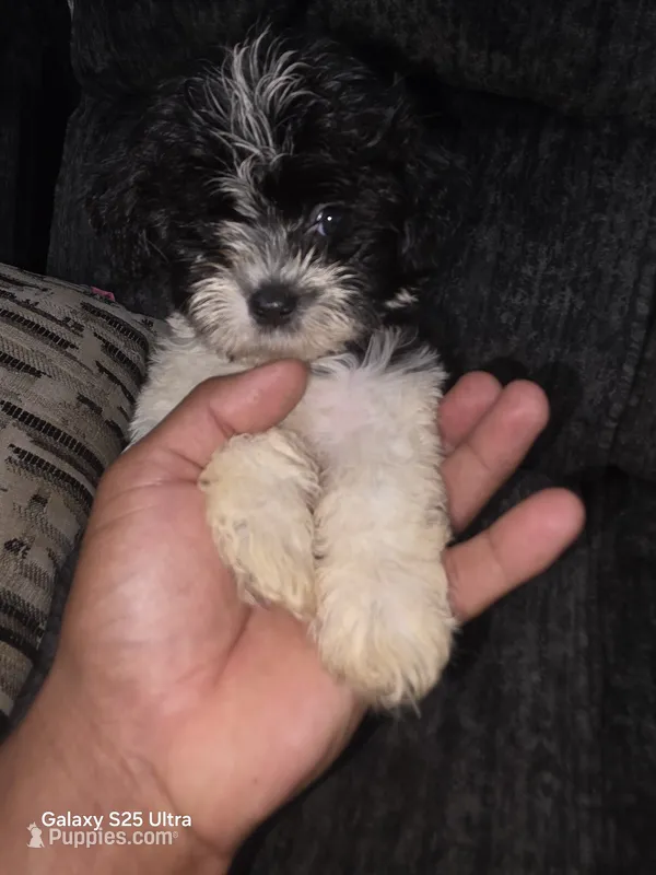 Mimi – Bichon Frise puppy for sale in Windsor Mill, MD