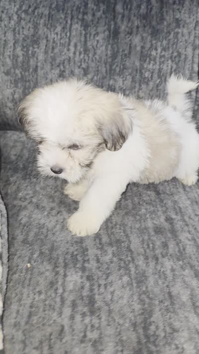 Junior, a male Bichon Frise for sale in Windsor Mill, MD – 5 of 5