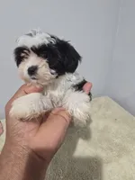 Titi, a female Shih Tzu for sale in Windsor Mill, MD – 5 of 6