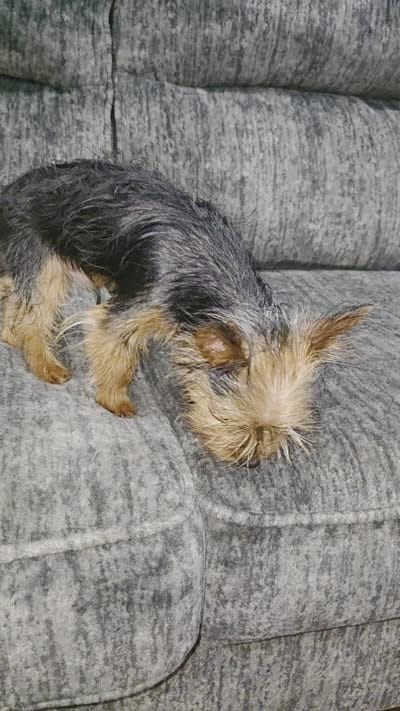 Niño, a male Yorkshire Terrier for sale in Windsor Mill, MD – 5 of 7