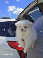 princess, a female Pomeranian for sale in Windsor Mill, MD – 2 of 3