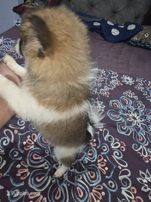 Chanel  – Pomeranian puppy for sale in Windsor Mill, MD