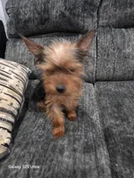 Niño, a male Yorkshire Terrier for sale in Windsor Mill, MD – 2 of 7