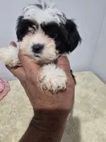 Titi, a female Shih Tzu for sale in Windsor Mill, MD – 3 of 6