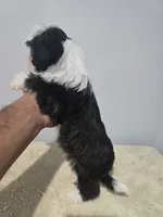 Titi, a female Shih Tzu for sale in Windsor Mill, MD – 6 of 6
