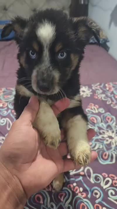 Bruno, a male Pomsky for sale in Windsor Mill, MD – 2 of 2