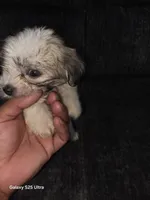 Junior, a male Bichon Frise for sale in Windsor Mill, MD – 4 of 5