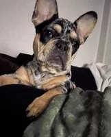 Stevie, a female French Bulldog for sale in Orlando, FL – Photo 4 of 6