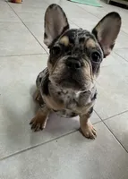 Stevie, a female French Bulldog for sale in Orlando, FL – Photo 2 of 6