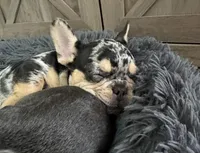 Stevie, a female French Bulldog for sale in Orlando, FL – Photo 3 of 6