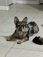 Stevie, a female French Bulldog for sale in Orlando, FL – Photo 5 of 6