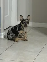 Stevie, a female French Bulldog for sale in Orlando, FL – Photo 6 of 6