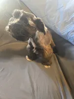 Fat Daddy, a male Miniature Schnauzer for sale in Nevada, MO – 2 of 2