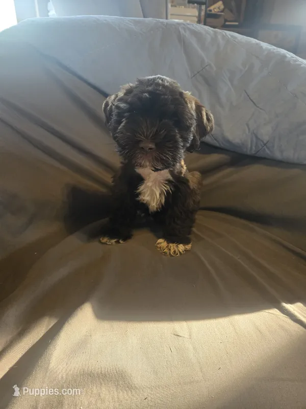 Brusier – Miniature Schnauzer puppy for sale in Nevada, MO