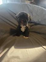 Brusier, a male Miniature Schnauzer for sale in Nevada, MO – 1 of 3