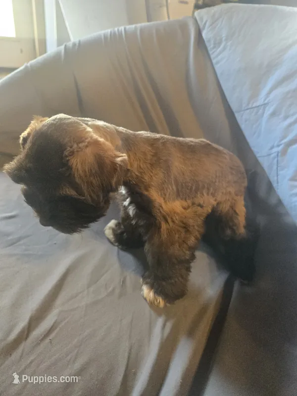 Fat Daddy – Miniature Schnauzer puppy for sale in Nevada, MO