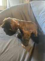 Fat Daddy, a male Miniature Schnauzer for sale in Nevada, MO – 1 of 2