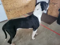 processed/2ff176ac-173b-43cf-876f-0727207b58af/listing/3888c962-c6d0-494d-afe1-dbe1caa7996c/785c6267-af55-4610-9036-7e3748982175