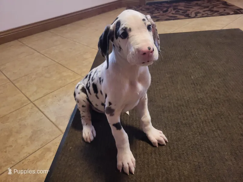 Male Harlequin – Great Dane puppy for sale in Grabill, IN