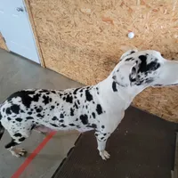 Male Harlequin, a male Great Dane for sale in Grabill, IN – Photo 6 of 7