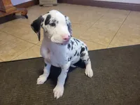 Male Harlequin, a male Great Dane for sale in Grabill, IN – Photo 4 of 7