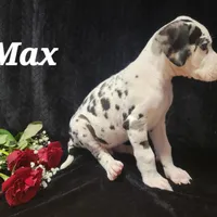 Male Harlequin, a male Great Dane for sale in Grabill, IN – Photo 3 of 7