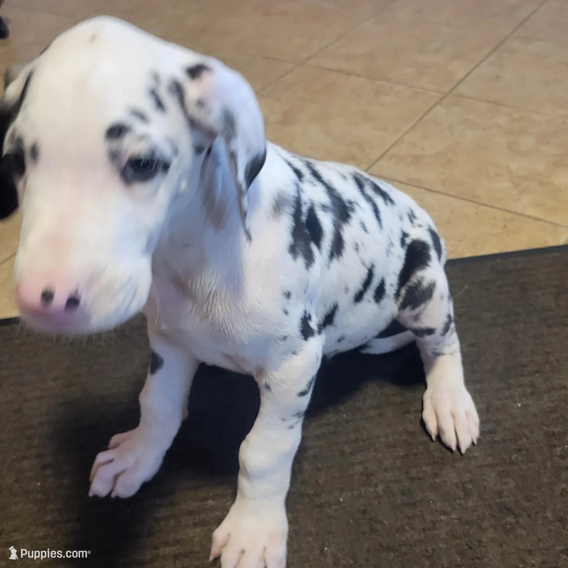 Male Harlequin, a male Great Dane for sale in Grabill, IN – Photo 5 of 7