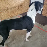 Male Harlequin, a male Great Dane for sale in Grabill, IN – Photo 2 of 7