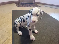 Male Harlequin, a male Great Dane for sale in Grabill, IN – Photo 7 of 7