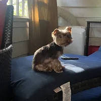 S’more, a male Yorkshire Terrier for sale in Tampa, FL – 4 of 9