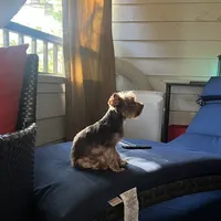 S’more, a male Yorkshire Terrier for sale in Tampa, FL – 6 of 9