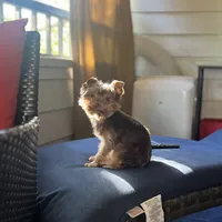 S’more, a male Yorkshire Terrier for sale in Tampa, FL – 7 of 9