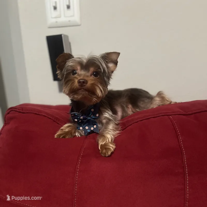 S’more – Yorkshire Terrier puppy for sale in Tampa, FL