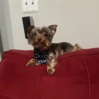 S’more, a male Yorkshire Terrier for sale in Tampa, FL – 1 of 9