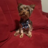 S’more, a male Yorkshire Terrier for sale in Tampa, FL – 3 of 9